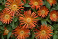 Orange Ice Plant 'Ocean Sunset Orange Glow' | Drought Tolerant Delosperma Groundcover in 3.5" Pot