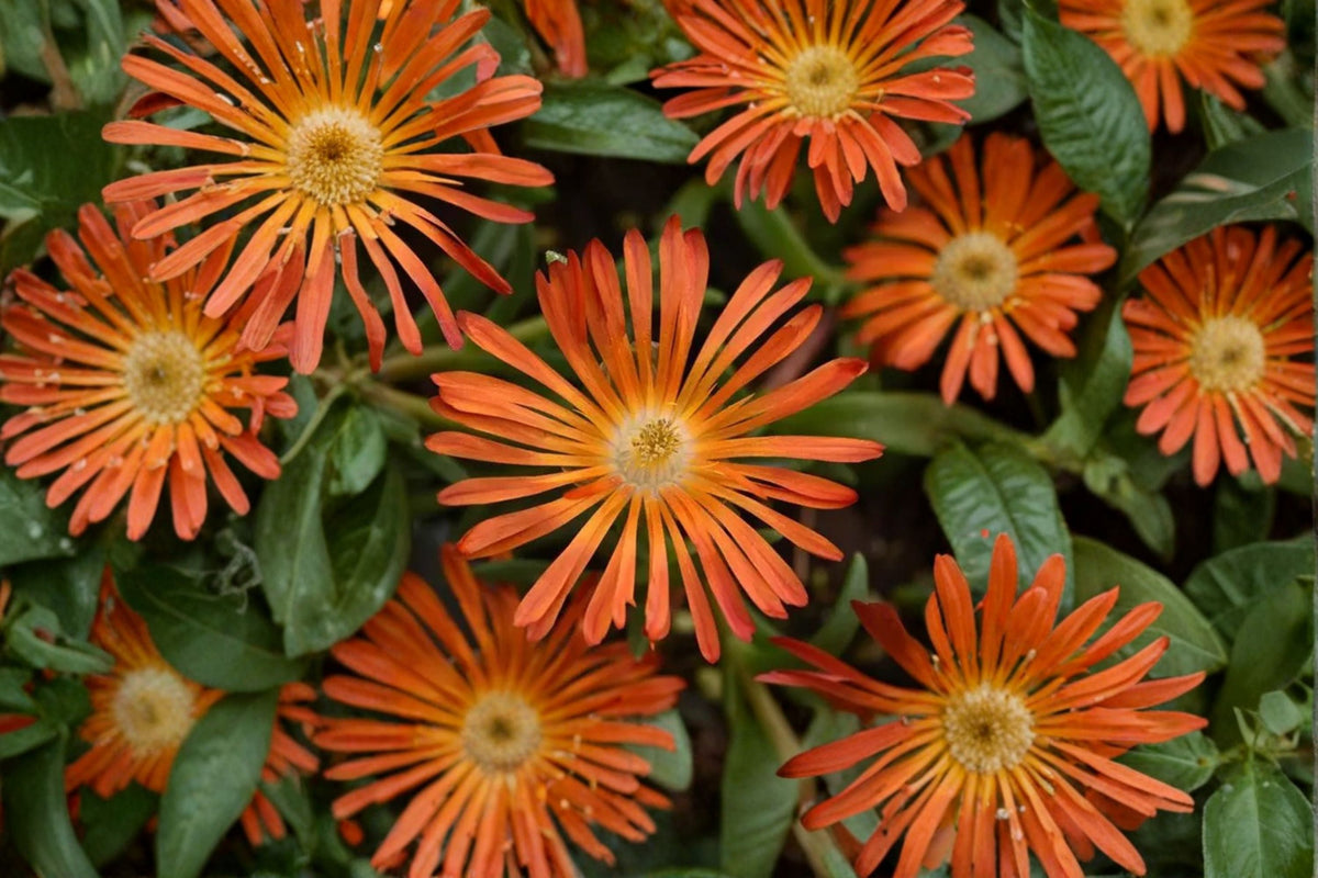 Orange Ice Plant 'Ocean Sunset Orange Glow' | Drought Tolerant Delosperma Groundcover in 3.5" Pot