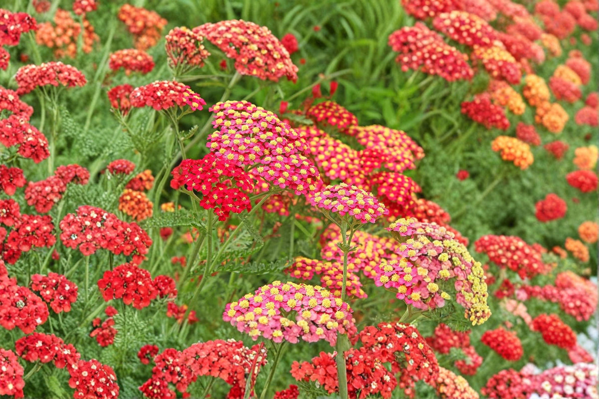Yarrow 'Paprika' - Red Achillea Plant | Drought Tolerant Perennial in 3.5" Pot