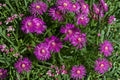 Purple Ice Plant ‘Desert Dancers’ | Delosperma Groundcover | Drought Tolerant Succulent