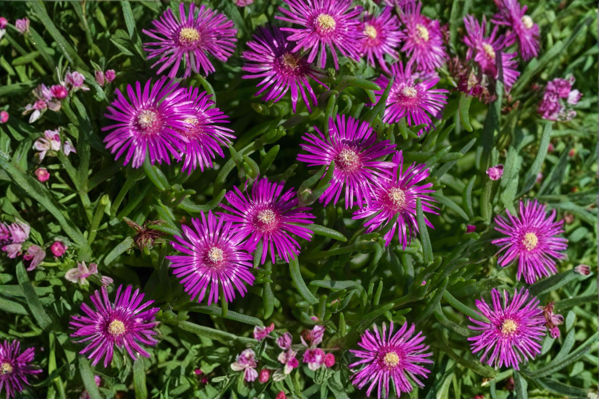 Purple Ice Plant ‘Desert Dancers’ | Delosperma Groundcover | Drought Tolerant Succulent