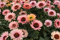 Salmon Coneflower ‘SunSeekers Salmon’ | Echinacea Perennial | Pollinator & Drought Tolerant Plant