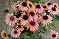 Rainbow Marcella Coneflower | Bicolor Orange Pink Echinacea Perennial Plant