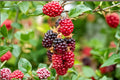 Thornless Boysenberry Plant | Blackberry Raspberry Hybrid | Edible Berry Vine for Garden
