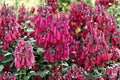 Pink Cape Fuchsia Plant ‘Pink Sensation’ | Phygelius Perennial Shrub | Hummingbird & Pollinator Friendly