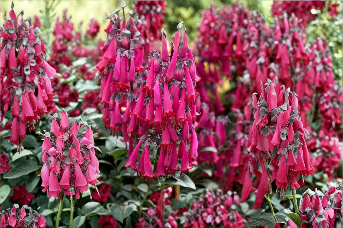 Pink Cape Fuchsia Plant ‘Pink Sensation’ | Phygelius Perennial Shrub | Hummingbird & Pollinator Friendly
