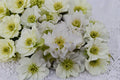Hellebore ‘Father of the Bride’ | White Lenten Rose | Shade Perennial | Winter Blooms
