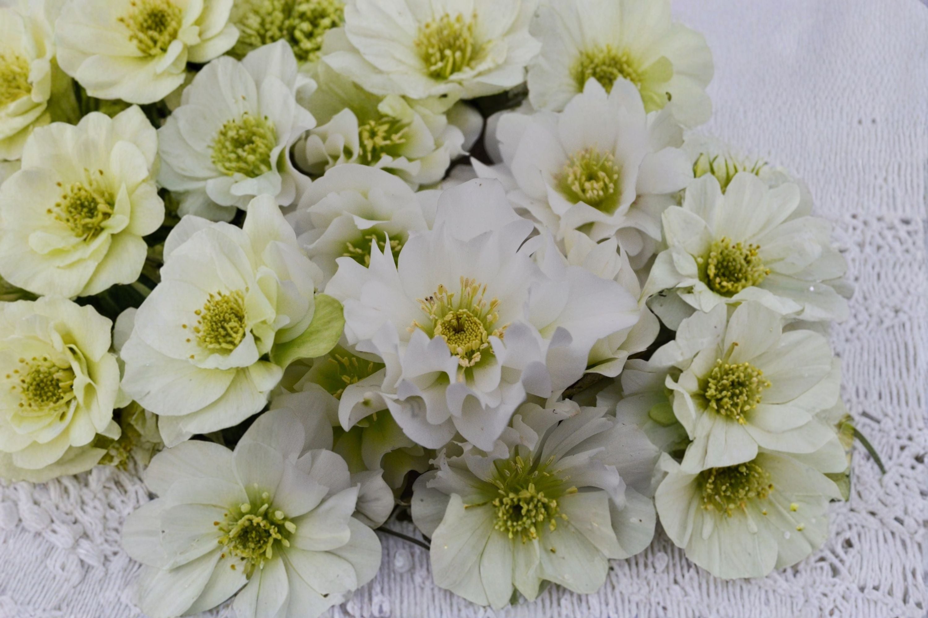 Hellebore ‘Father of the Bride’ | White Lenten Rose | Shade Perennial | Winter Blooms