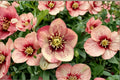 Hellebore ‘Sandy Shores’ Apricot Lenten Rose | Honeymoon Series Shade Perennial