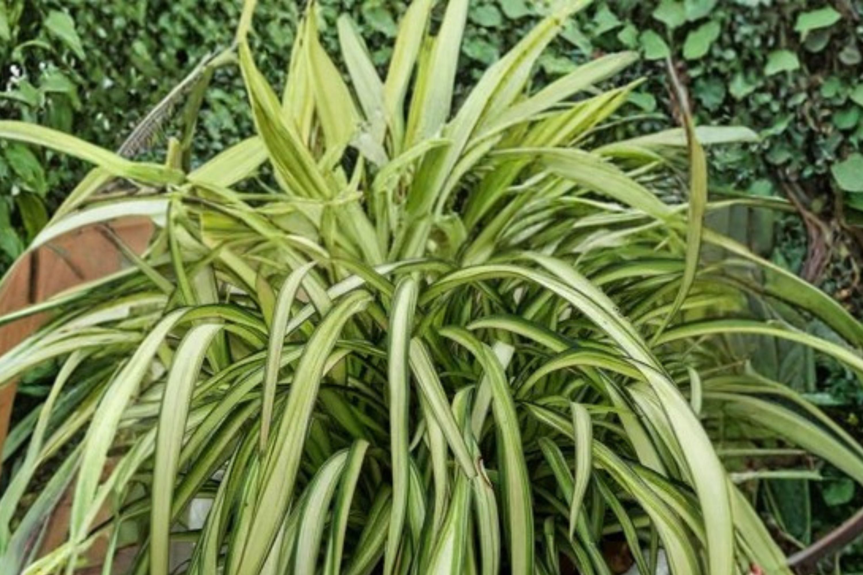 Phormium ‘Blondie’ | Dwarf New Zealand Flax | Variegated Evergreen | 1 Gallon Live Plant