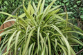 Phormium ‘Blondie’ | Dwarf New Zealand Flax | Variegated Evergreen | 1 Gallon Live Plant