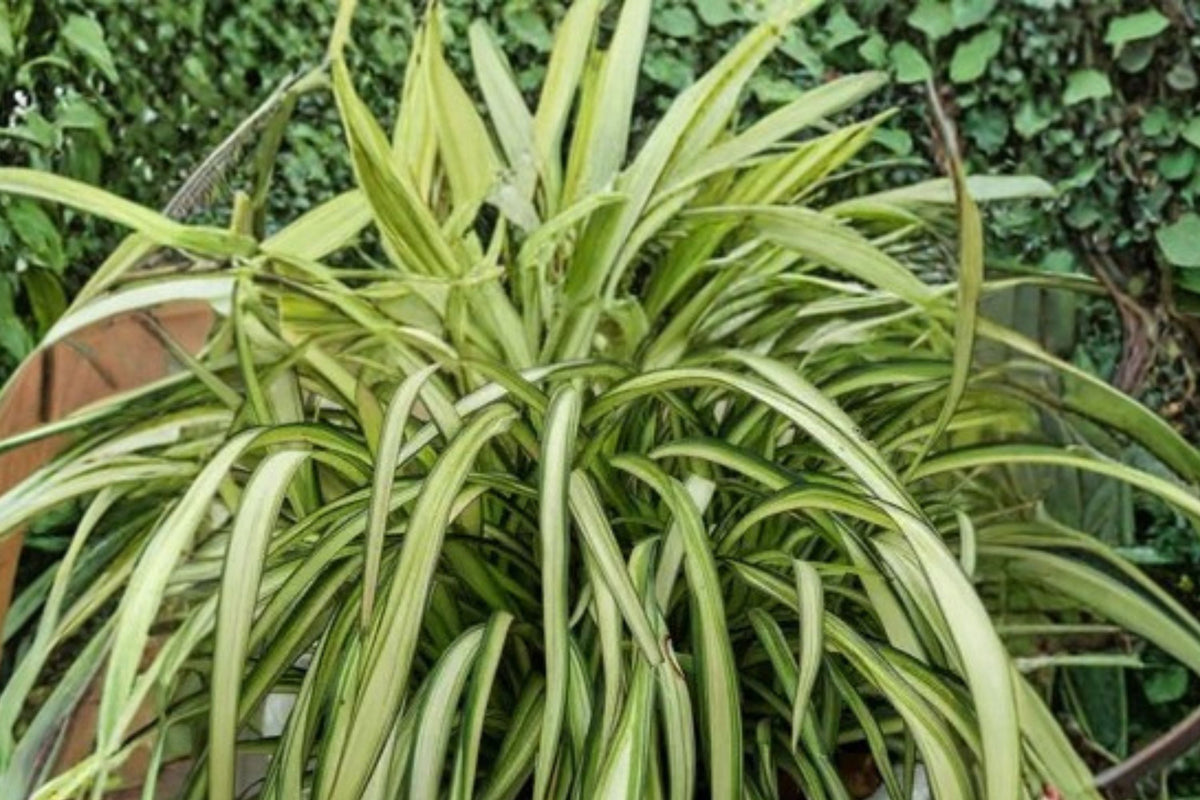 Phormium ‘Blondie’ | Dwarf New Zealand Flax | Variegated Evergreen | 1 Gallon Live Plant