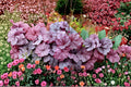 Heuchera ‘Georgia Plum’ - Purple Coral Bells Evergreen Perennial Shade Plant