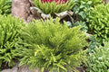 Hebe ‘Karo Golden Esk’ | Compact Golden Evergreen Shrub | Dwarf Whipcord Hebe 1 Gallon