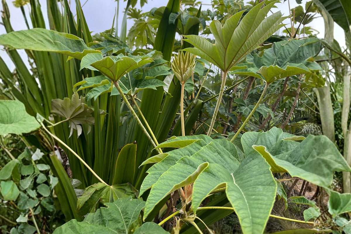 Tetrapanax ‘Rex’ | Giant Leaf Tropical Rice Paper Plant | Fast Growing Privacy Screen | Exotic Garden Shrub
