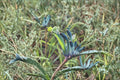 Blue Kangaroo Paw ‘Masquerade’ | Rare Anigozanthos Plant with Purple Teal Flowers