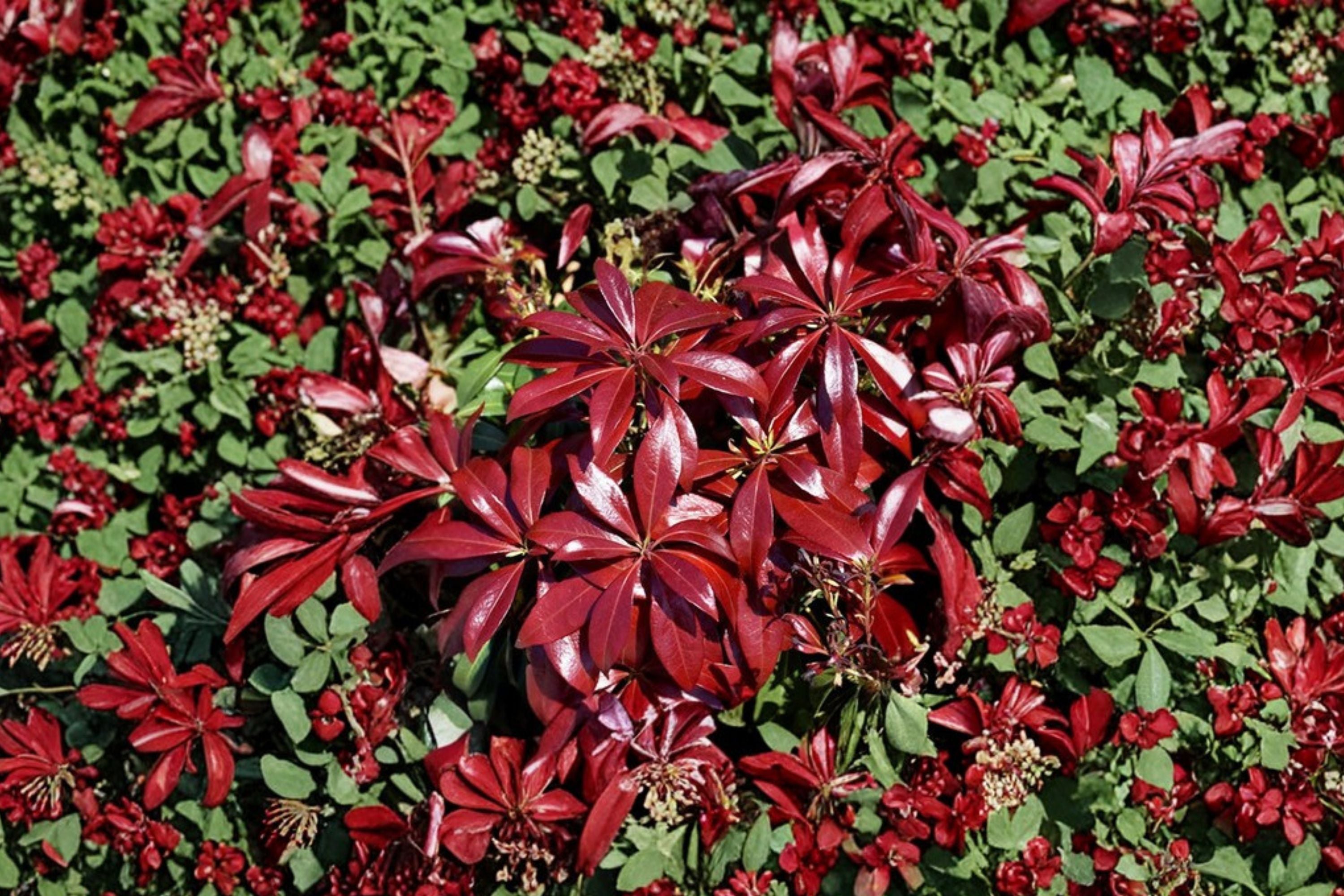 Pieris ‘Glowing Hearts’ | Evergreen Shade Shrub | Japanese Andromeda | Acid Loving 1 Gallon Plant
