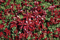 Pieris ‘Glowing Hearts’ | Evergreen Shade Shrub | Japanese Andromeda | Acid Loving 1 Gallon Plant