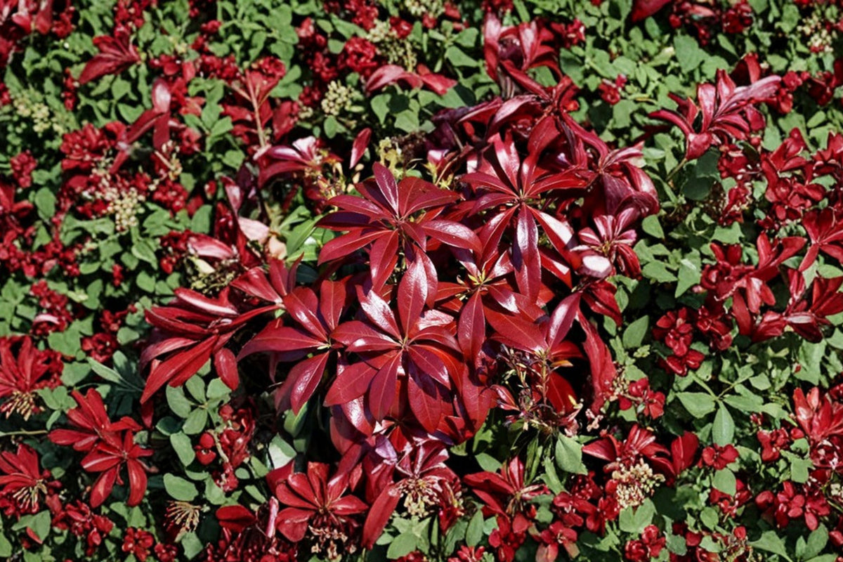 Pieris ‘Glowing Hearts’ | Evergreen Shade Shrub | Japanese Andromeda | Acid Loving 1 Gallon Plant