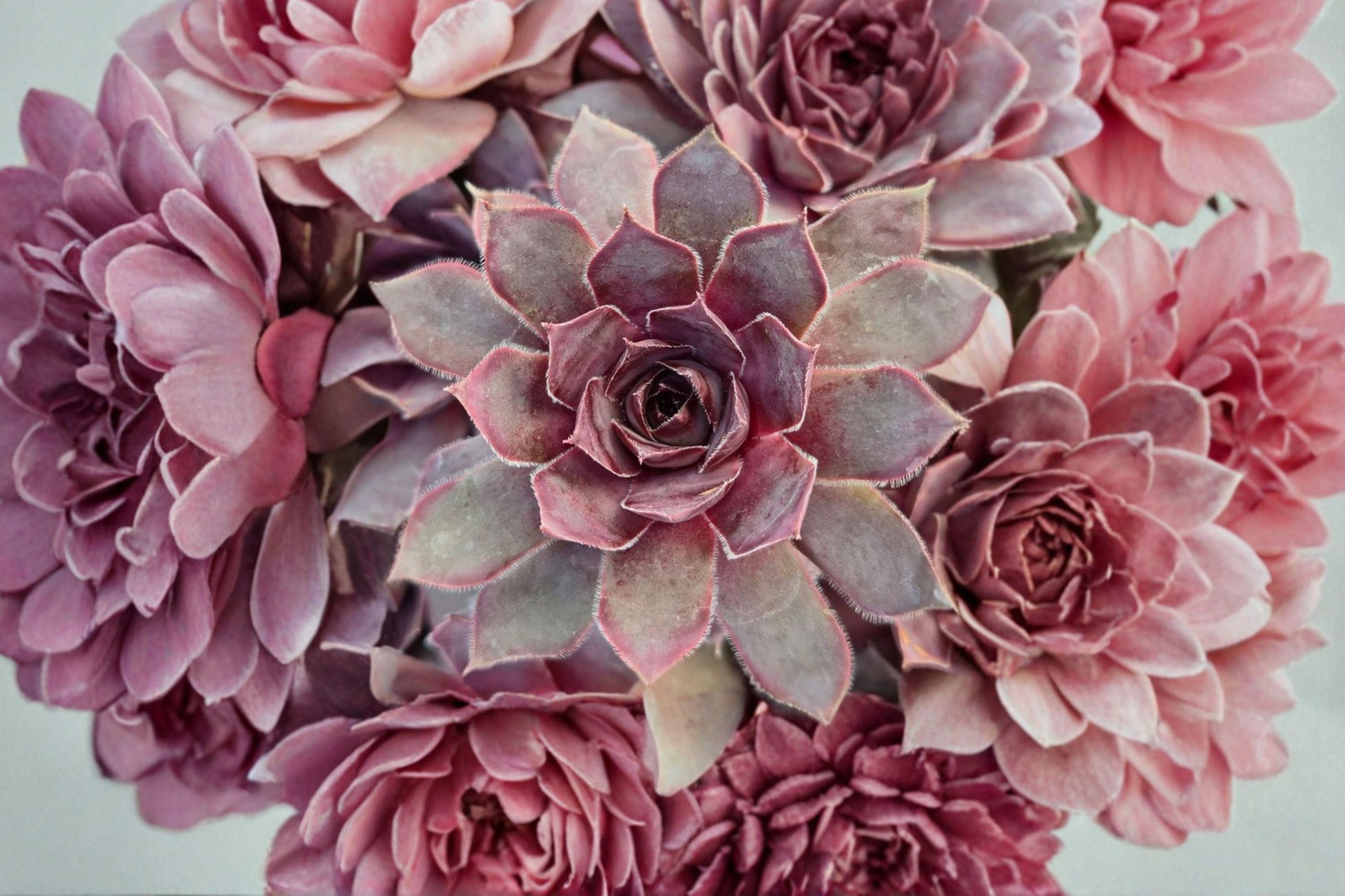 Giant Hens and Chicks ‘Copper Canyon’ | Sempervivum Chick Charms | Cold Hardy Succulent