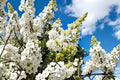 White Lilac ‘Madame Lemoine’ | Fragrant Double French Lilac Shrub | 1 Gallon Live Plant