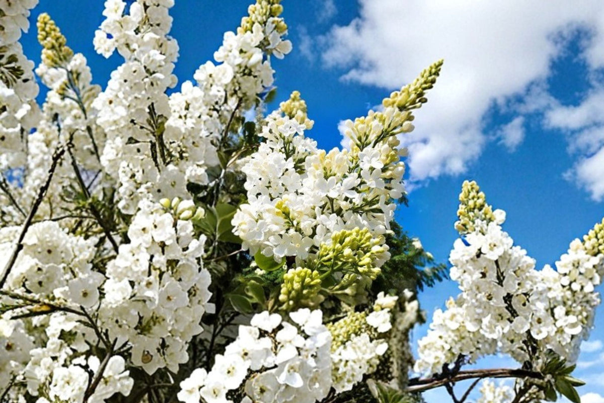 White Lilac ‘Madame Lemoine’ | Fragrant Double French Lilac Shrub | 1 Gallon Live Plant