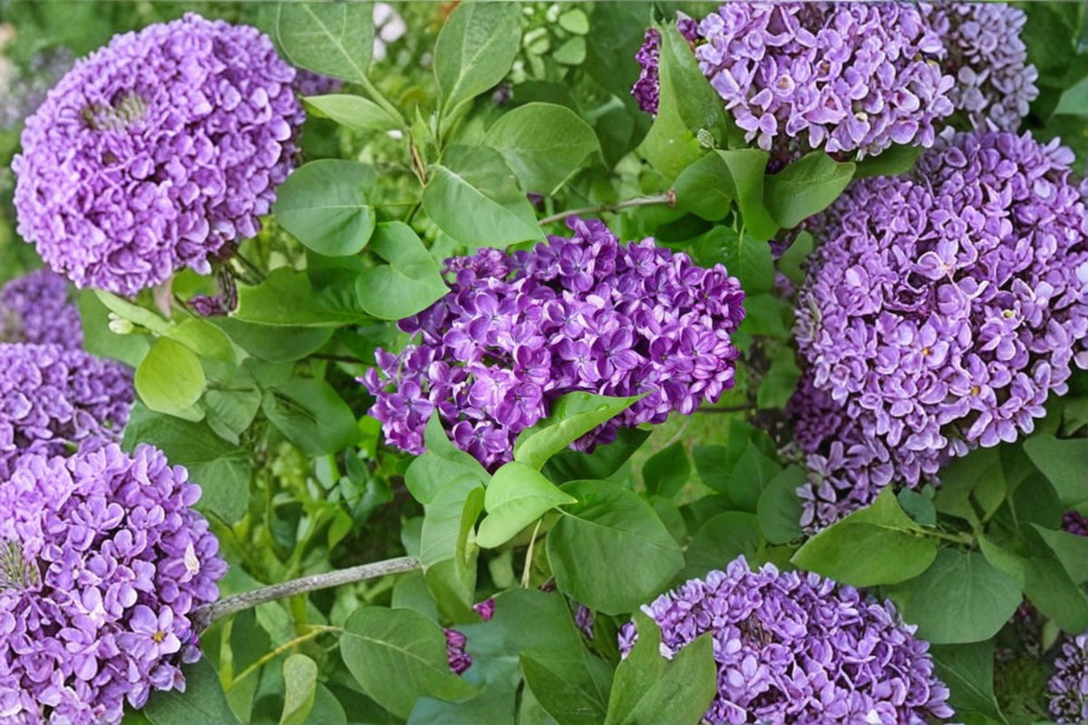 Purple Lilac ‘Alice Christianson’ | Fragrant Double French Lilac Shrub | 1 Gallon Live Plant