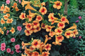 Trumpet Vine ‘Indian Summer’ - Fast Growing Orange Flowering Climbing Vine | 1 Gallon