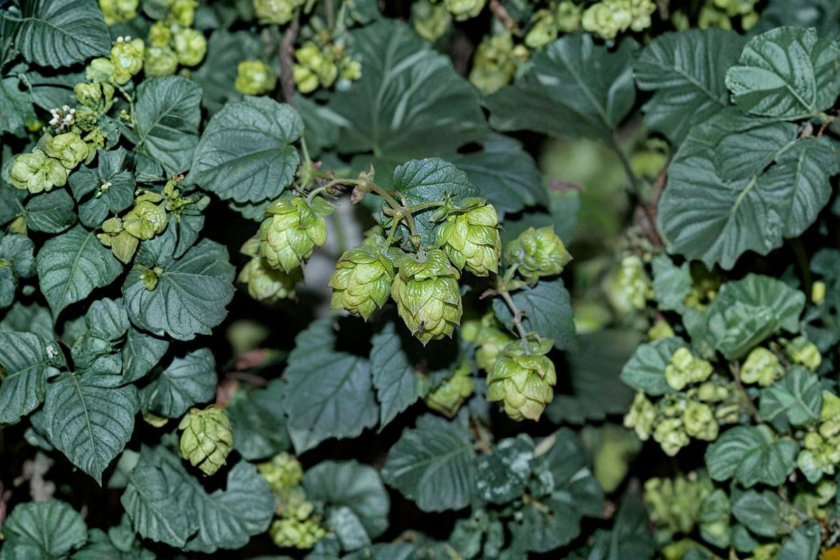 Centennial Hops Plant | Humulus lupulus | Fast Growing Beer Brewing Vine | 1 Gallon