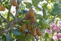 Hardy Kiwi ‘Red Beauty’ Female Plant | Cold Hardy Edible Kiwi Vine | Actinidia kolomikta