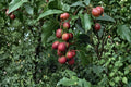 Red Hardy Kiwi ‘Ken’s Red’ Female Plant | Cold Hardy Edible Kiwi Vine | Actinidia arguta