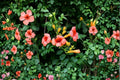 Trumpet Vine ‘Madame Galen’ - Fast Growing Orange Flowering Climbing Vine | 1 Gallon