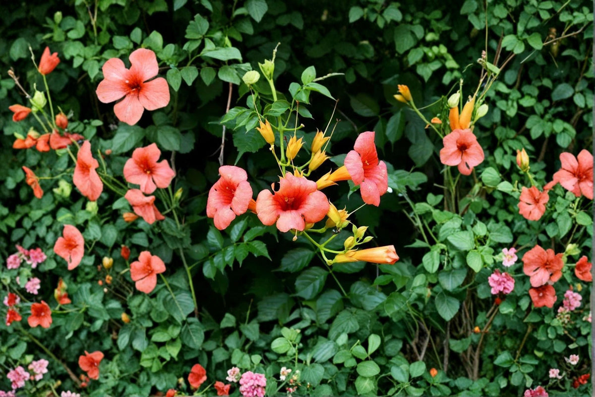 Trumpet Vine ‘Madame Galen’ - Fast Growing Orange Flowering Climbing Vine | 1 Gallon