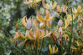 Martagon Lily ‘Peppard Gold’ - Shade Tolerant Turk’s Cap Lily Bulb for Woodland Gardens
