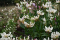 White Martagon Lily ‘Albi Morning’ | Shade Tolerant Turk’s Cap Lily Bulb | Rare Perennial Woodland Flower