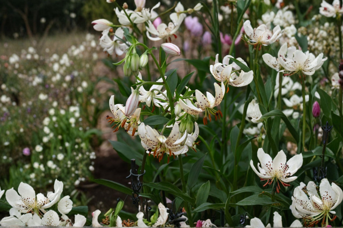 White Martagon Lily ‘Albi Morning’ | Shade Tolerant Turk’s Cap Lily Bulb | Rare Perennial Woodland Flower