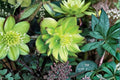 Hellebore ‘Jade Tiger’ | Evergreen Shade Perennial | Winter Jewels Series | Early Spring Blooms