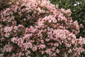 Rhododendron ‘Crete’ - Dwarf Evergreen Shrub with Pink to White Blooms | Shade Garden Plant | 1 Gallon Live Plant