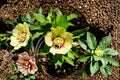 Hellebore ‘Irish Luck’ | Evergreen Lenten Rose Perennial | Winter Blooming Shade Plant