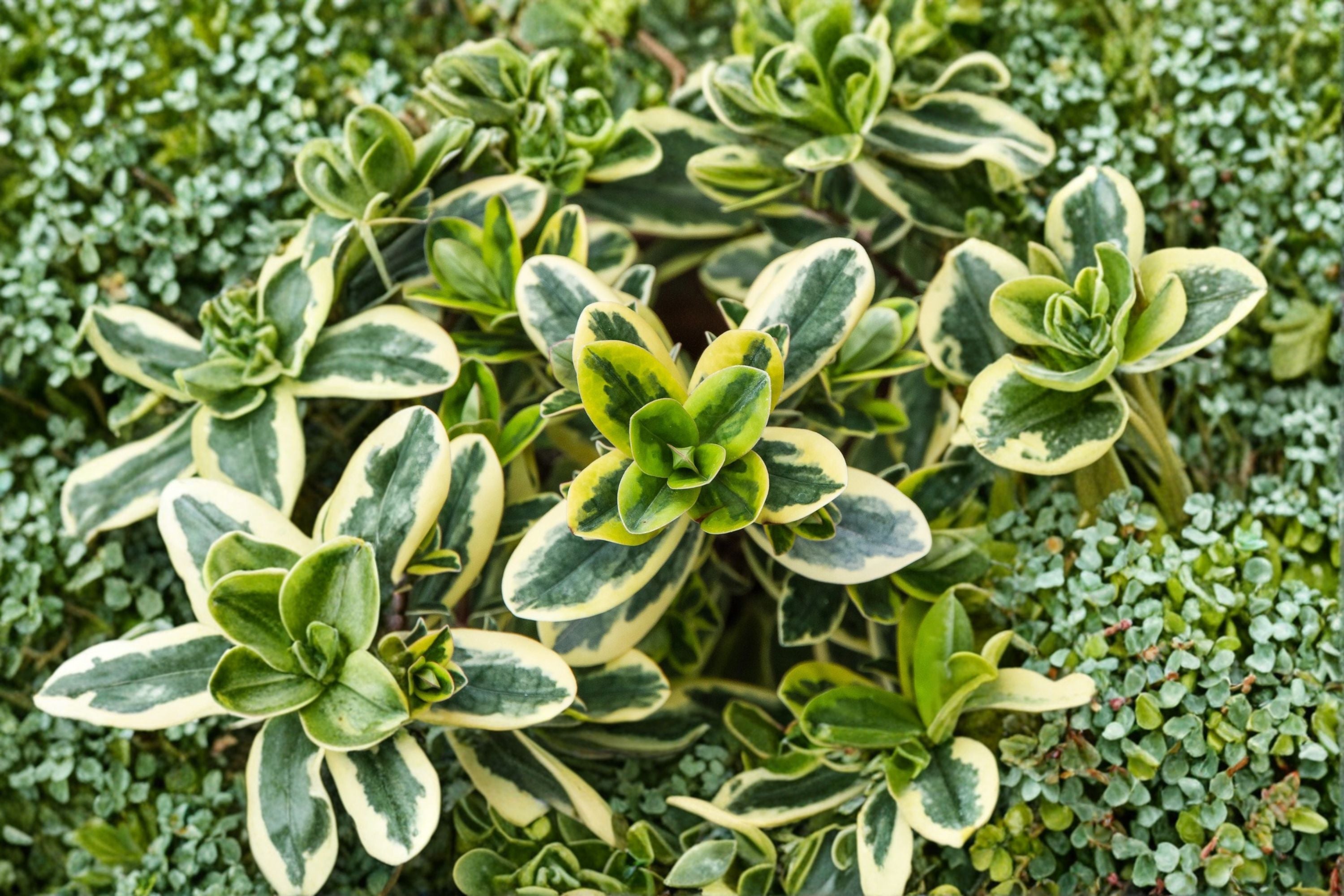 Hebe ‘Golden Katrina’ | Variegated Evergreen Shrub | Compact Tricolor Hebe Plant
