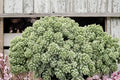 Sedum ‘Silver Roses’ - Blue Succulent Ground Cover in 3.5” Pot | Drought Tolerant Stonecrop