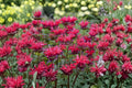 Monarda ‘Mahogany’ Bee Balm Plant | Red Pollinator Perennial in 3.5” Pot