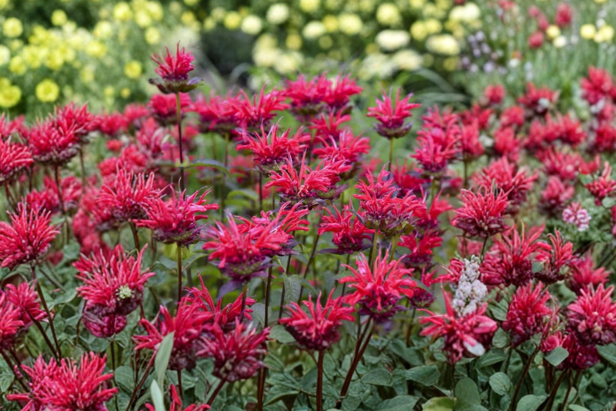 Monarda ‘Mahogany’ Bee Balm Plant | Red Pollinator Perennial in 3.5” Pot