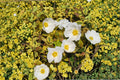 Cistus ‘Mickie’ Variegated Rockrose - Drought Tolerant Evergreen Shrub for Xeriscape & Mediterranean Gardens