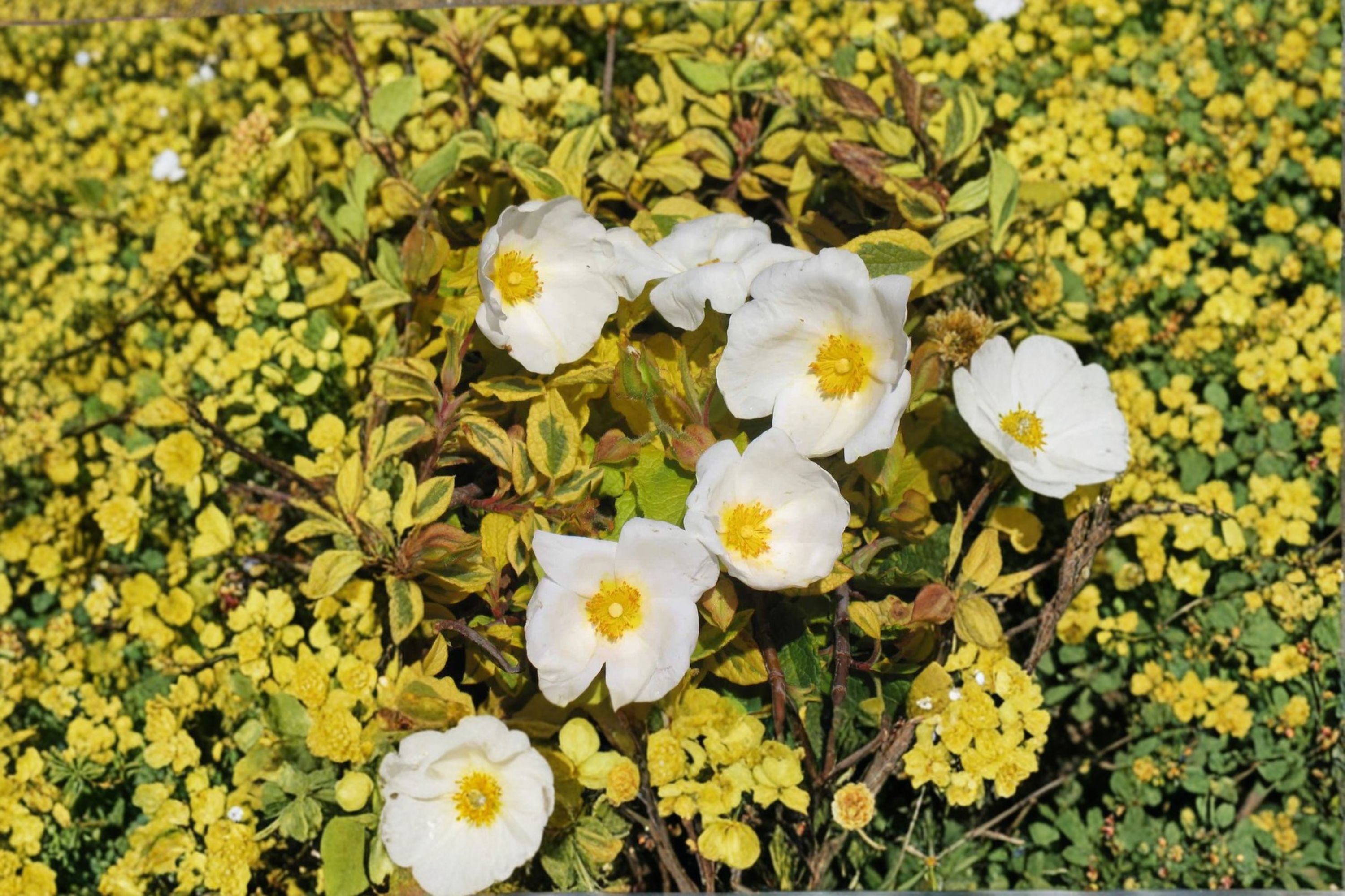 Cistus ‘Mickie’ Variegated Rockrose - Drought Tolerant Evergreen Shrub for Xeriscape & Mediterranean Gardens