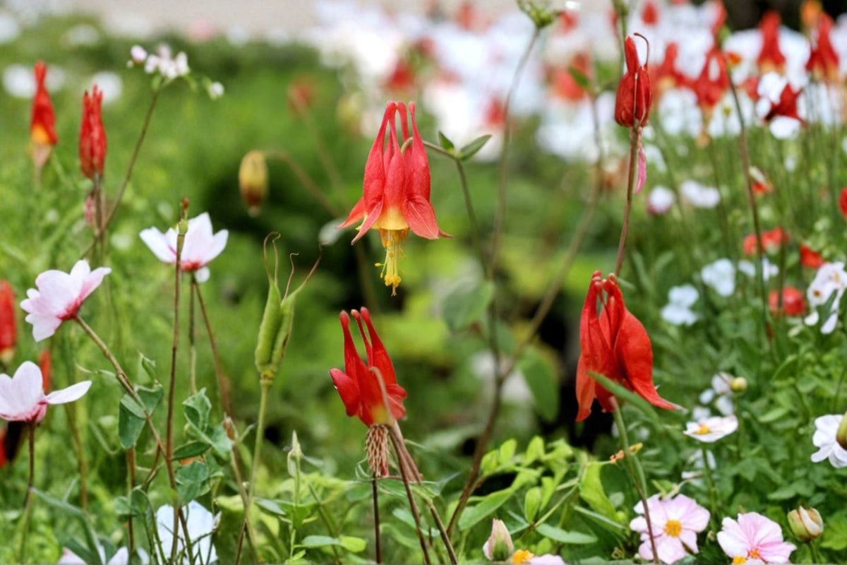 Aquilegia canadensis | Native Columbine Perennial | Red Yellow Wildflower for Shade & Pollinators