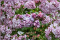 Syringa ‘Congo’ French Lilac | Fragrant Purple Spring Blooming Shrub | Hardy Deer Resistant Hedge Plant
