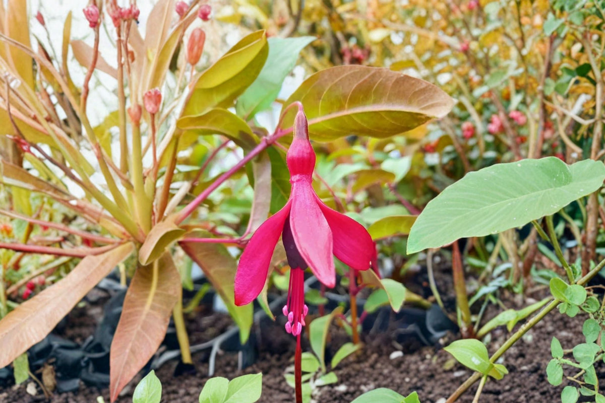 Fuchsia ‘Dying Embers’ | Hardy Fuchsia Plant with Red Purple Flowers | Long Blooming Shade Loving Perennial Shrub