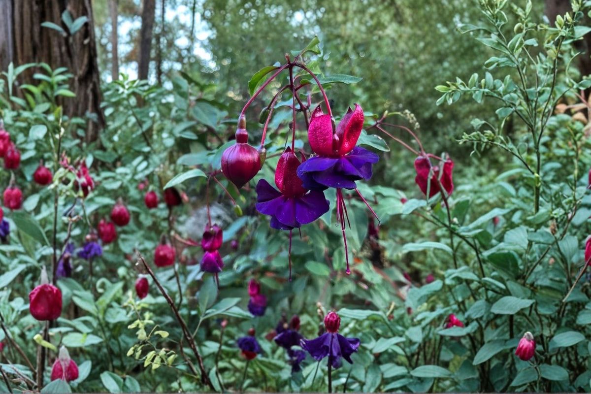 Fuchsia ‘DeBron’s Smokey Blue’ | Hardy Fuchsia Plant | Purple & Magenta Flowers | Hummingbird Shade Plant | Long Blooming Perennial