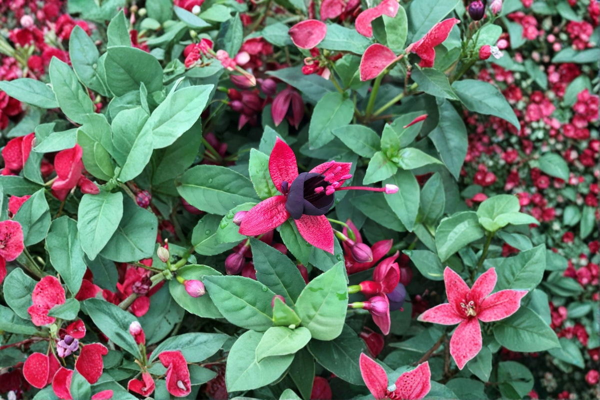 Fuchsia ‘Black Cherry’ | Hardy Fuchsia Plant with Dark Purple Black Flowers | Long Blooming Shade Perennial